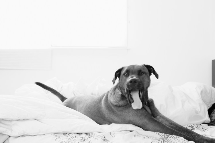 Dog Named Esther Justin Bieber-1